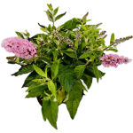 Zwerg Sommerflieder Butterfly Candy Little Pink