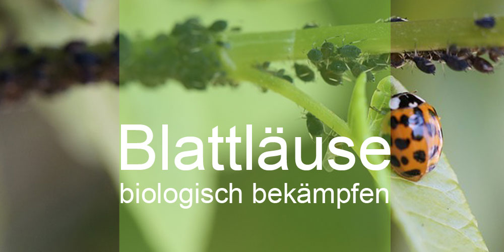 Blattläuse